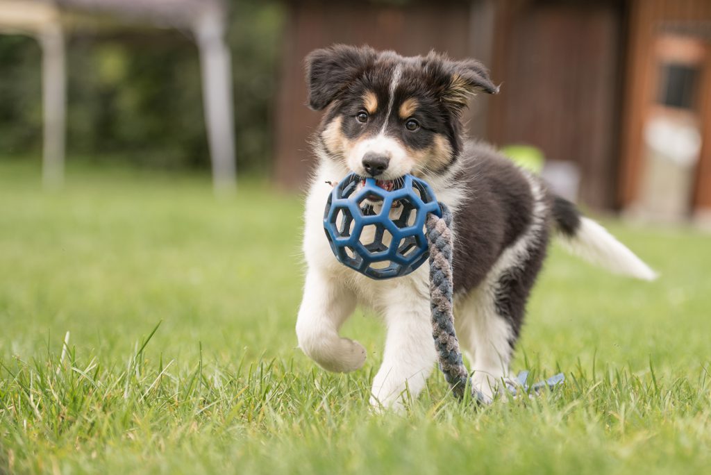 Border Collie Welpe spielt