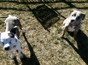 two dogs in yard